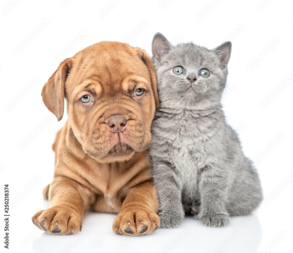 Puppy lying with funny kitten in front view and looking up. isolated on white background Puppy lying with funny kitten in front view and looking up. isolated on white background