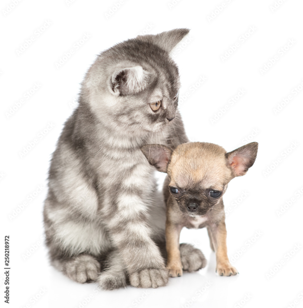 Young cat with tiny chihuahua puppy. Isolated on white background