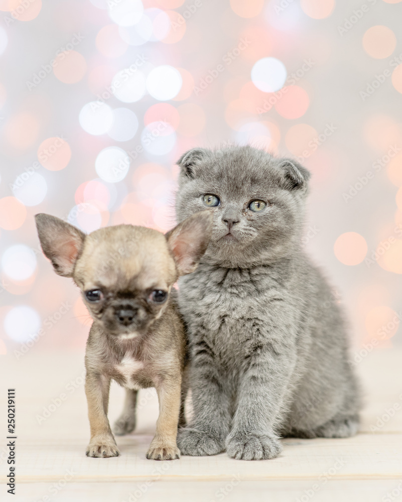 Gray kittena with chihuahua puppy on festive holidays background looking at camera