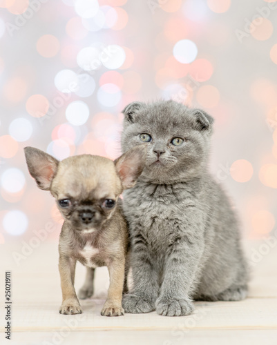 Gray kittena with chihuahua puppy on festive holidays background looking at camera © Ermolaev Alexandr