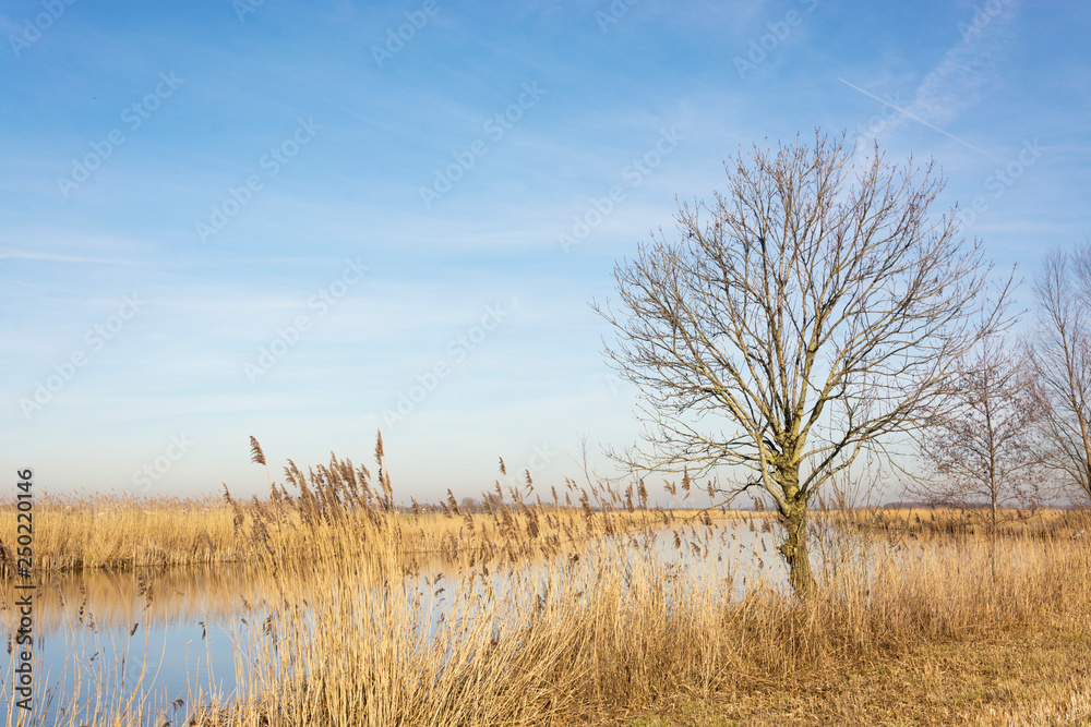 Wonderful Dutch landscape with ditch surrounded bij cane and a lonely bare tree, waiting for growth and summer to come. Beautiful yellow and blue colors catching bright and clear sunlight. Wonderful Dutch landscape with ditch surrounded bij cane and a lonely bare tree, waiting for growth and summer to come. Beautiful yellow and blue colors catching bright and clear sunlight.