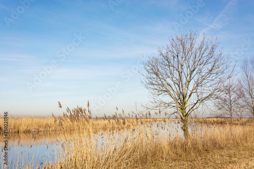 Wonderful Dutch landscape with ditch surrounded bij cane and a lonely bare tree, waiting for growth and summer to come. Beautiful yellow and blue colors catching bright and clear sunlight.