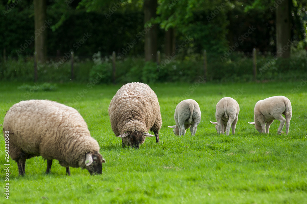 sheep on green field