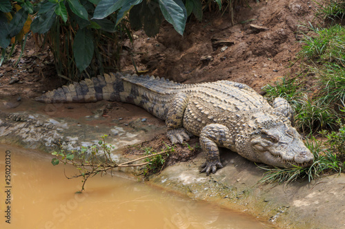  crocodile on the river bank