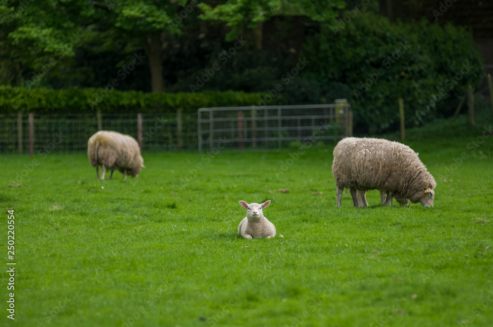 sheep on green field