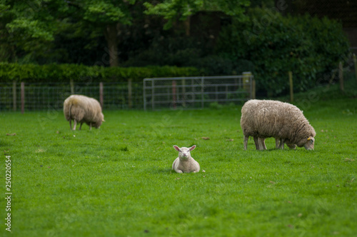 sheep on green field