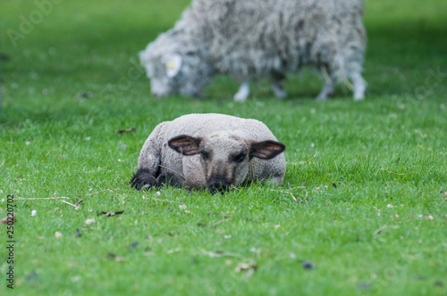 sheep on green field photo