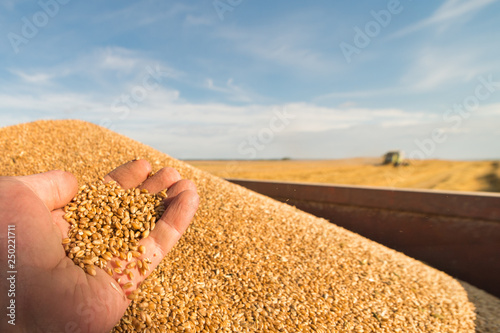 Worker holding wheat grains in his hand