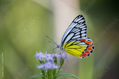 Beautiful Indian Jezebel Butterfly sitting on the flower plant in its natural habitat