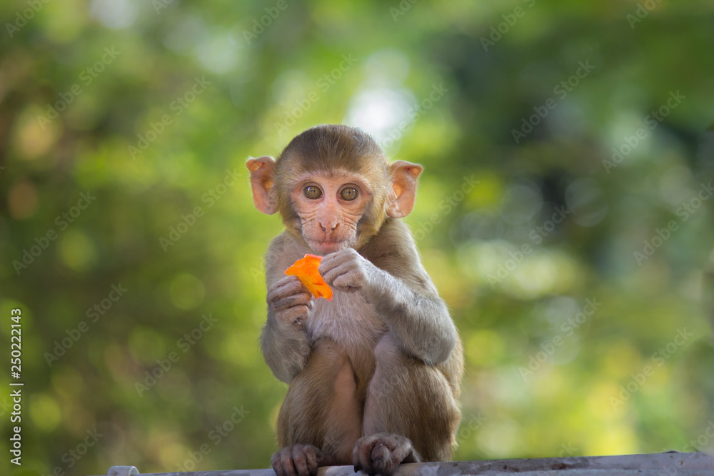 The Rhesus Macaque Monkey in its natural habitat The Rhesus Macaque Monkey in its natural habitat