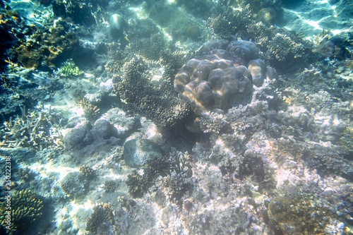 Fototapeta Naklejka Na Ścianę i Meble -  Snorkeling exploring underwater view - beautiful underwater antler carol reef on the seabed, close up