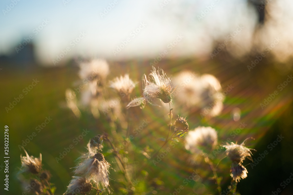 Obraz premium plants dry out