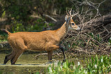 Marsh deer, Blastocerus dichotomus, in pantanal environment, Brazil