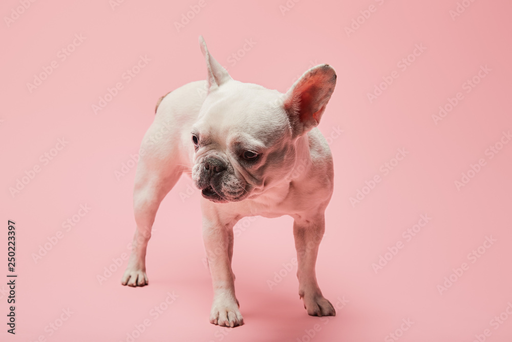 french white bulldog with dark nose on pink background