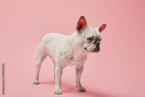 white french bulldog with dark nose on pink background © LIGHTFIELD STUDIOS