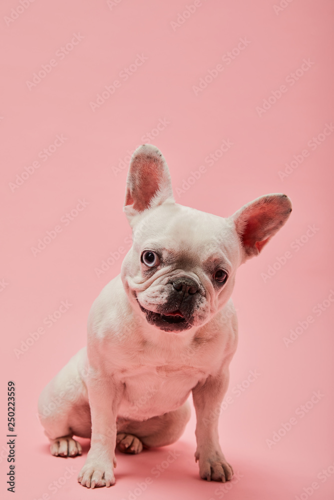french bulldog with dark nouse and mouth on pink background