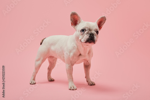 french bulldog with white color and dark nose on pink background © LIGHTFIELD STUDIOS