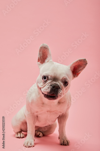 french bulldog with dark nouse and mouth on pink background © LIGHTFIELD STUDIOS