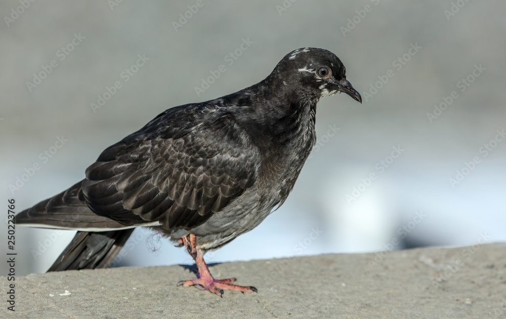 Portrait of a pigeon in the city Portrait of a pigeon in the city