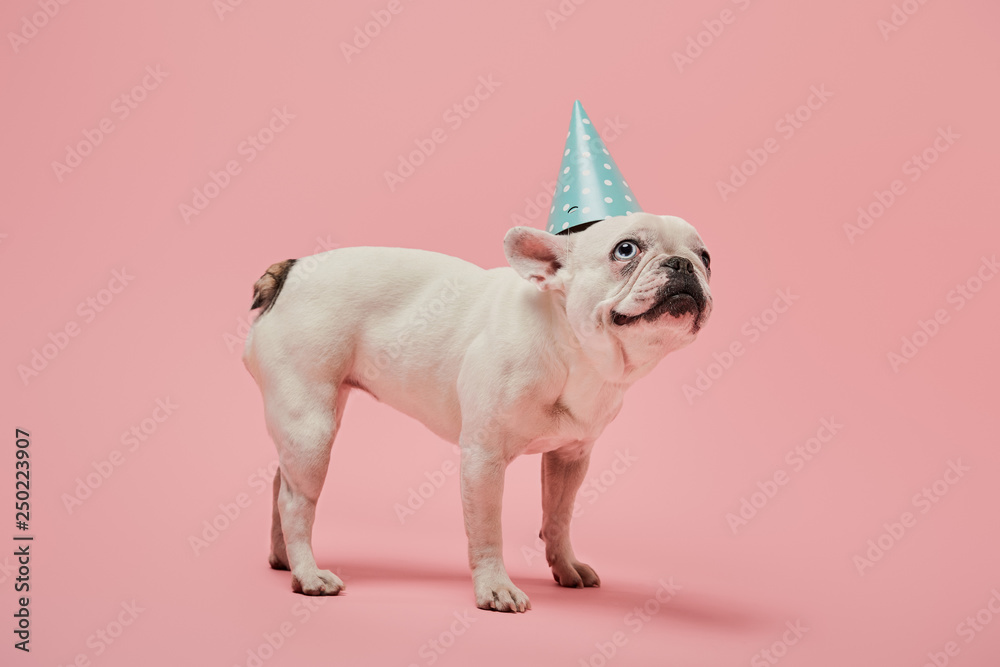 French bulldog with dark nose with dark nose in blue birthday cap on pink background - obrazy, fototapety, plakaty 