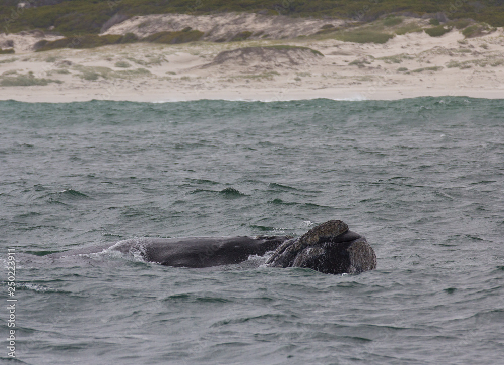 Fototapeta premium Back of a Southern Right Whale swimming near Hermanus, Western Cape. South Africa.