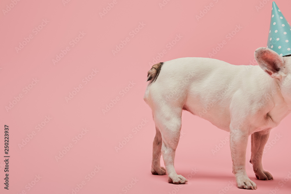 Cropped view of French bulldog in blue birthday cap on pink background Cropped view of French bulldog in blue birthday cap on pink background