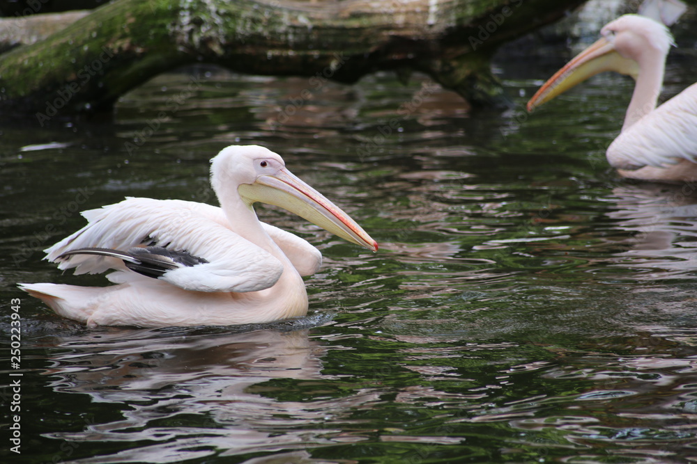 Group of American White Pelicans Preening at the Water Group of American White Pelicans Preening at the Water