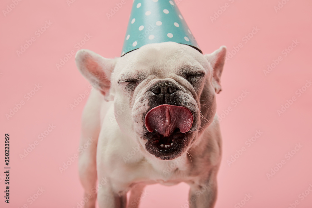 French bulldog in blue birthday cap with closed eyes on pink background - obrazy, fototapety, plakaty 