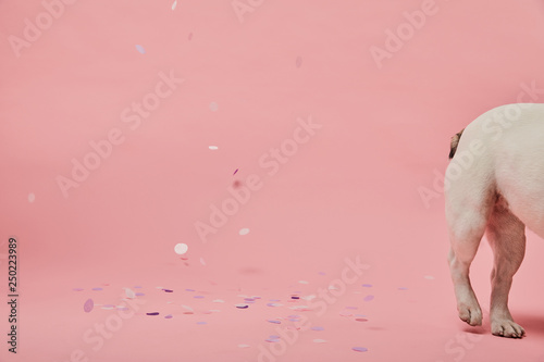 cropped view of white dog on pink background with confetti