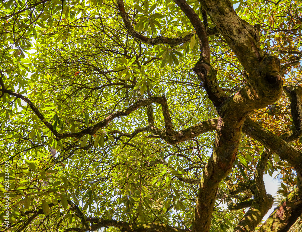 Fototapeta premium Zielone liście na drzewie w parku latem