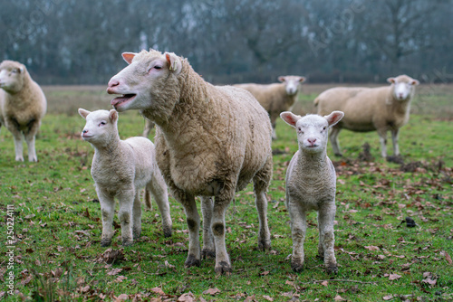 sheep on green field