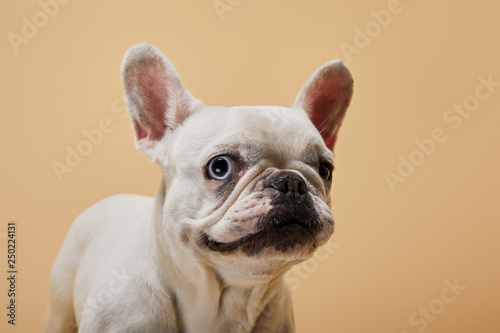 white french bulldog with black nose on beige background © LIGHTFIELD STUDIOS