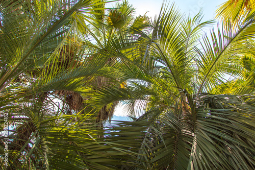 Palm trees in the park. Subtropical climate