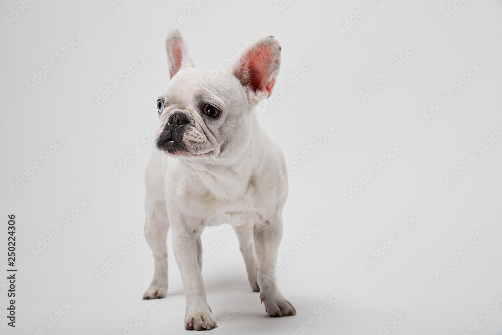 small french bulldog on white background