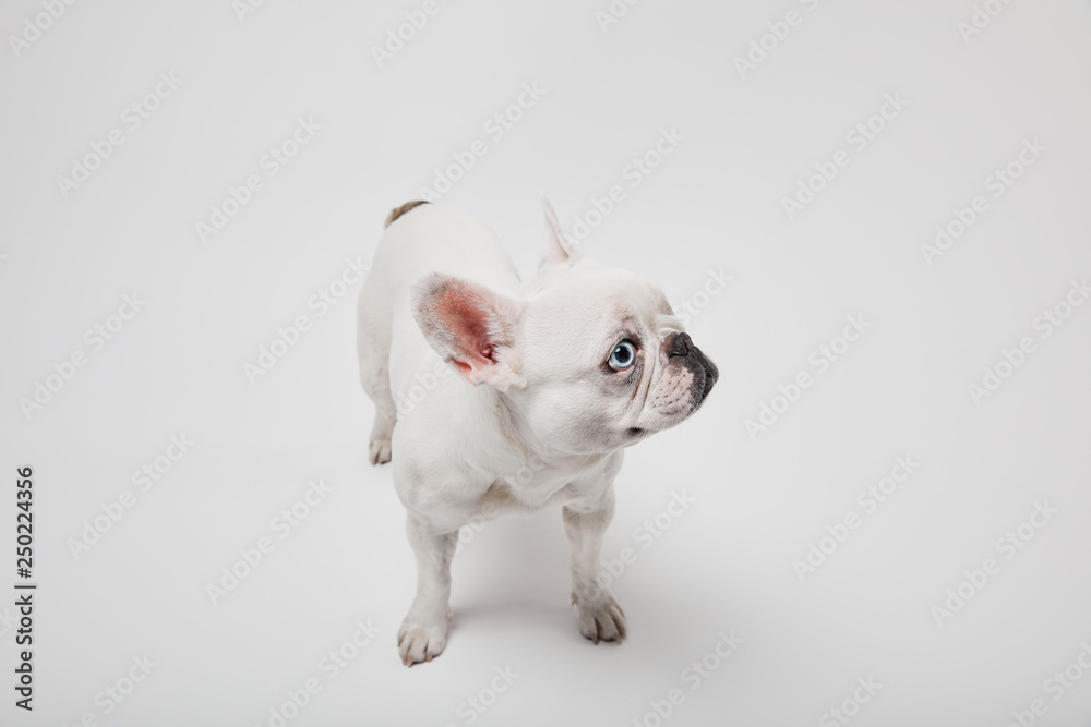 french bulldog with black nose on white background