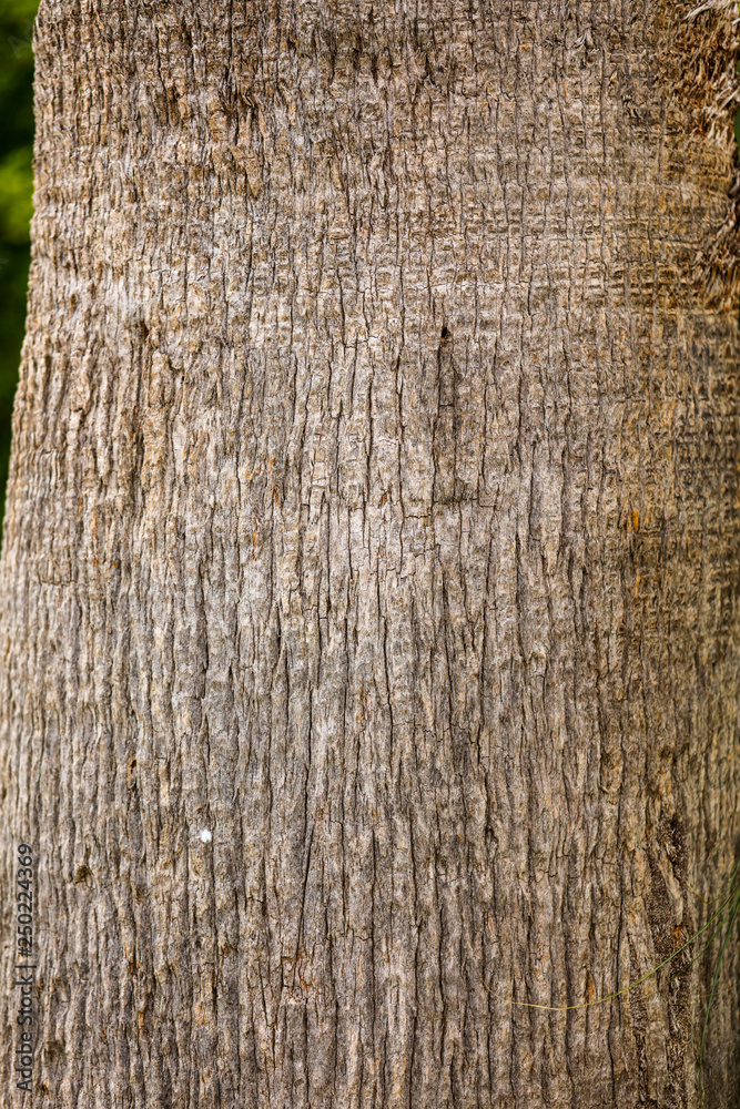 Obraz premium Palm tree trunk as background