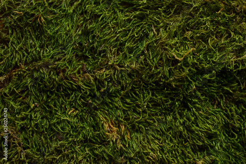 green grass pattern. Meadow background.