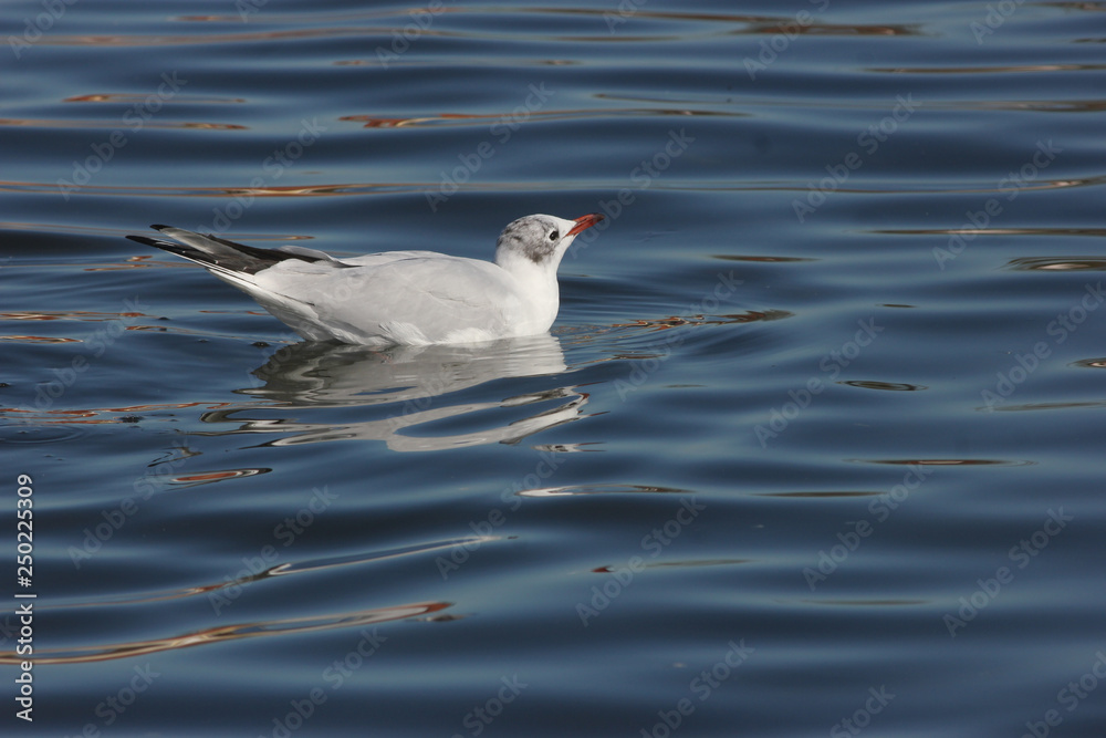Seagull swims, attentively watching surroundings, on reflecting blue water.