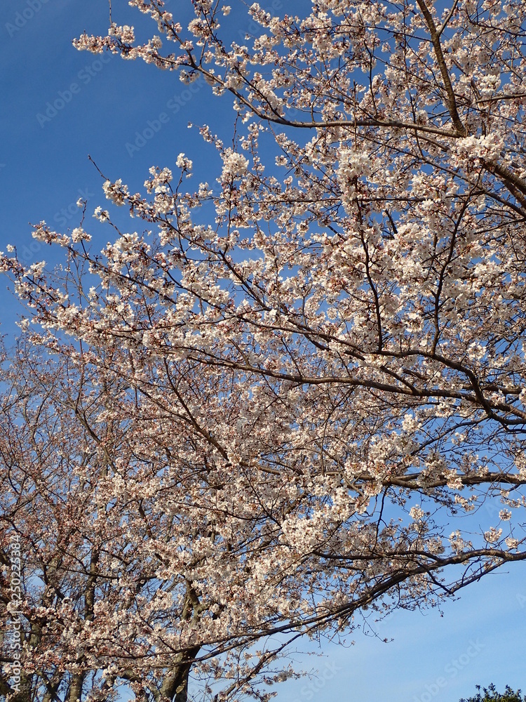 ソメイヨシノの花