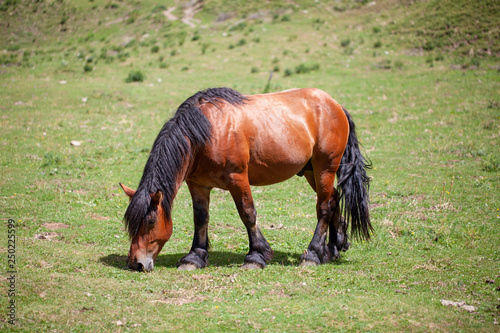 Caballo