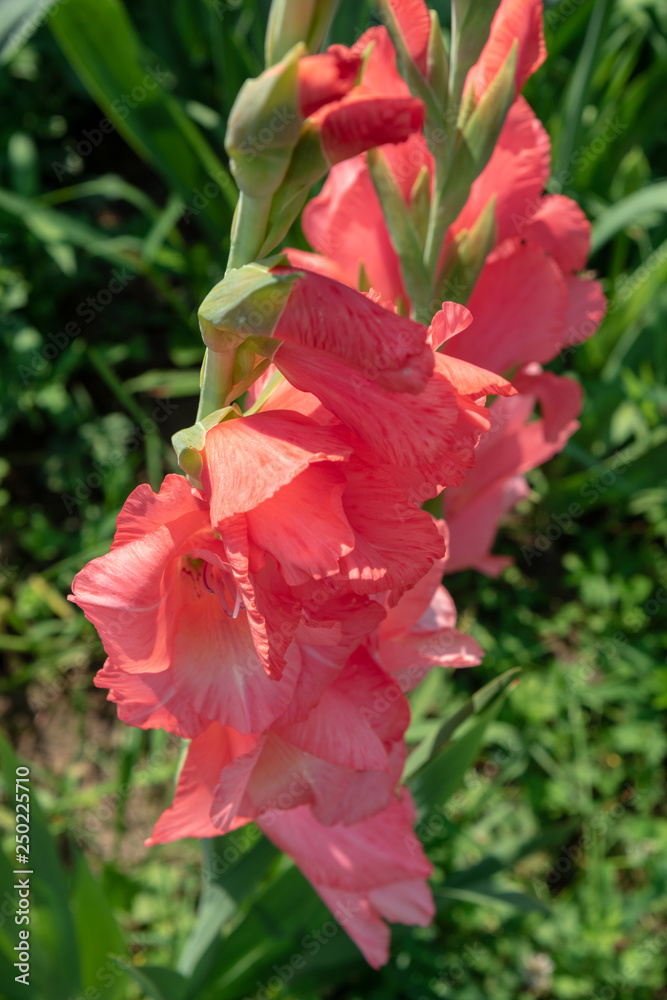 Salmon gladiolus, beautiful, blooming summer onion flower Salmon gladiolus, beautiful, blooming summer onion flower