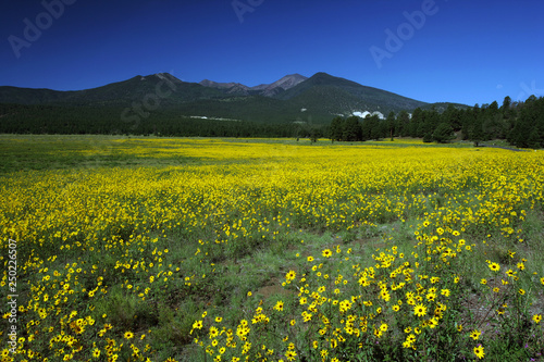 Beautiful Roadside Landscape on the Way to South Rim, Grand Canyon