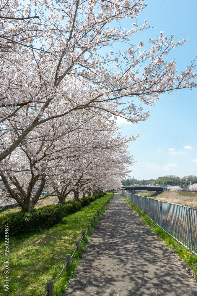 full blooming of cherry blossom in Japan full blooming of cherry blossom in Japan