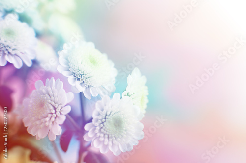 Background of flowers with color filter. Macro. A bouquet of chrysanthemums in the soft light in spring and summer. Color filter for design. Flowers on color blurred background.