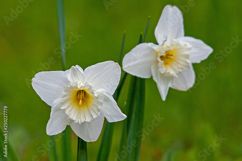 2 white daffodils  in green meadow photo