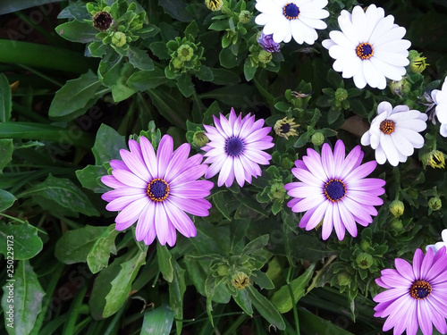 Lilac daisies decorating the garden