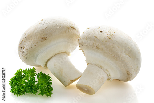 White champignon mushrooms on a white background
