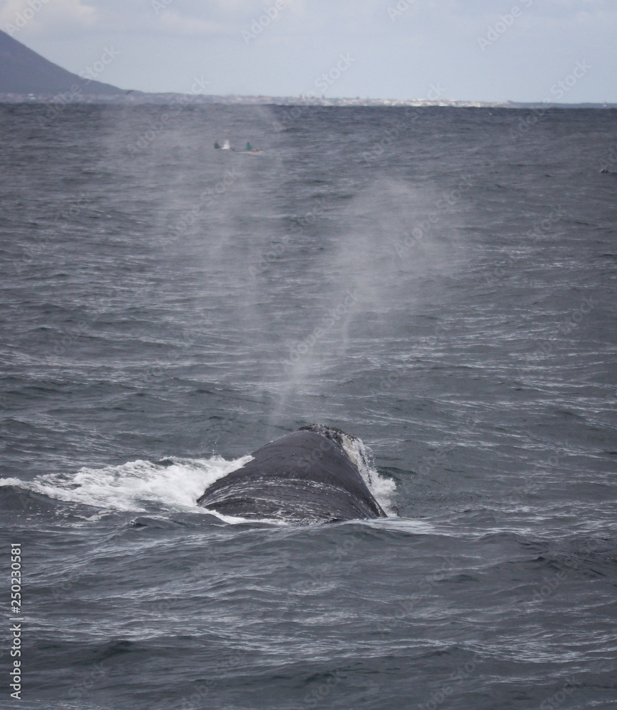 Fototapeta premium Back of a Southern Right Whale swimming near Hermanus, Western Cape. South Africa.