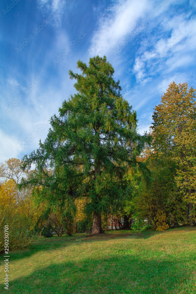 Fototapeta premium The autumn view of big tree and blue sky