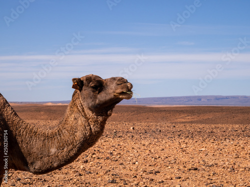 Kamel in Sahara